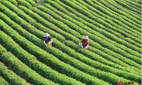 世界茶树的原产地_什么证明了中国是世界茶树的原产地